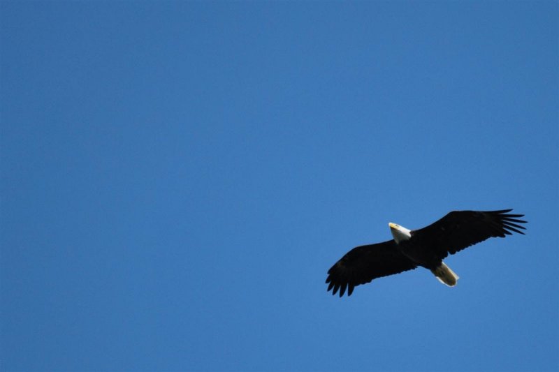 Eagles Cruising Overhead