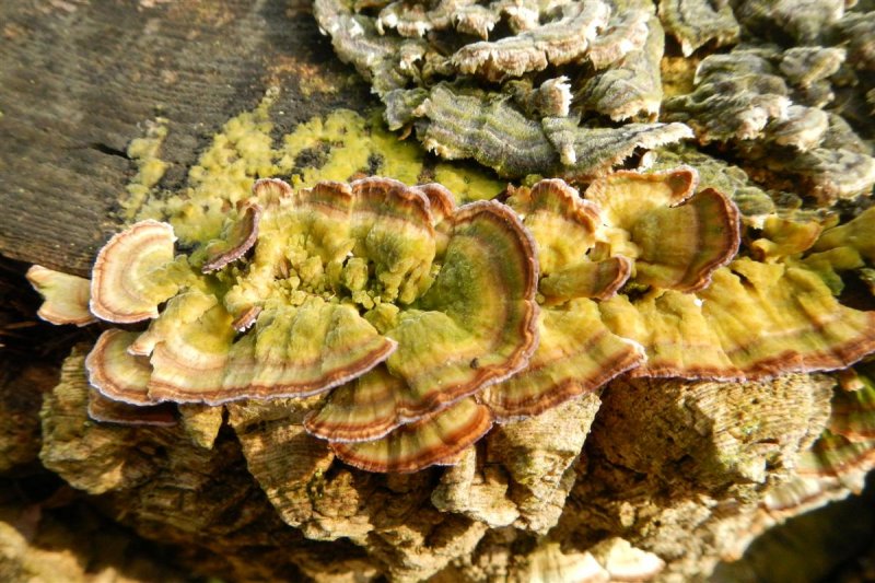 Turkey Tail Fungi