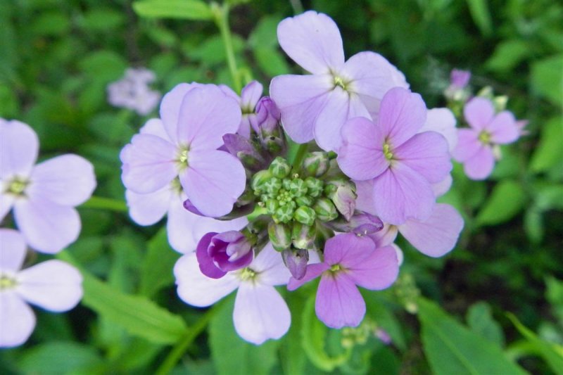 Lakeside Flowers