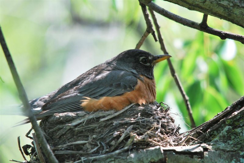 American Red-breasted Thrush
