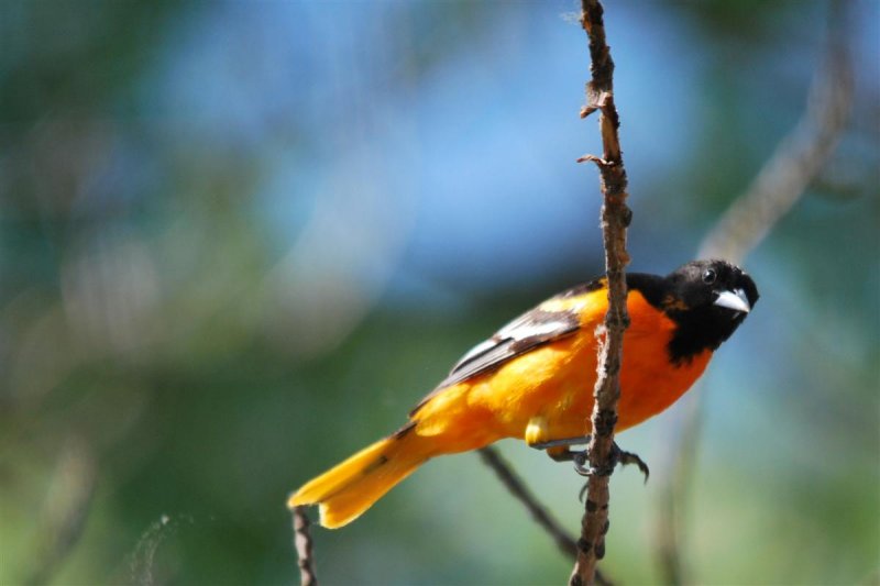 Baltimore Oriole