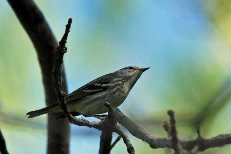 Blackpoll Warbler