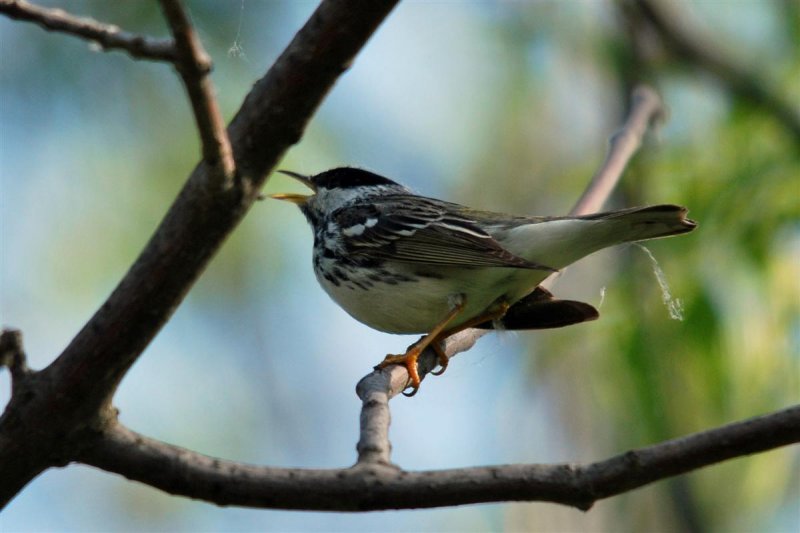 Blackpoll Warbler