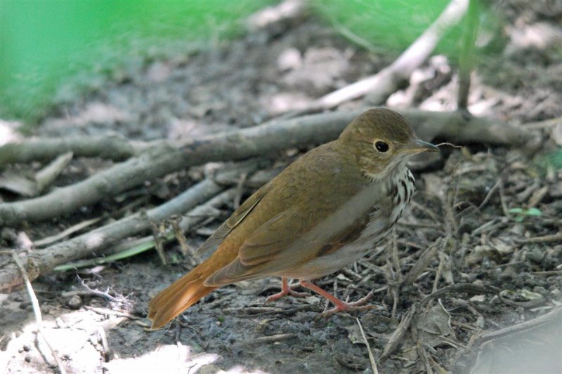 Hermit Thrush