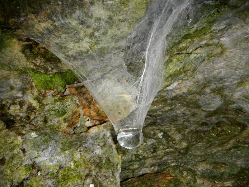 Water Web