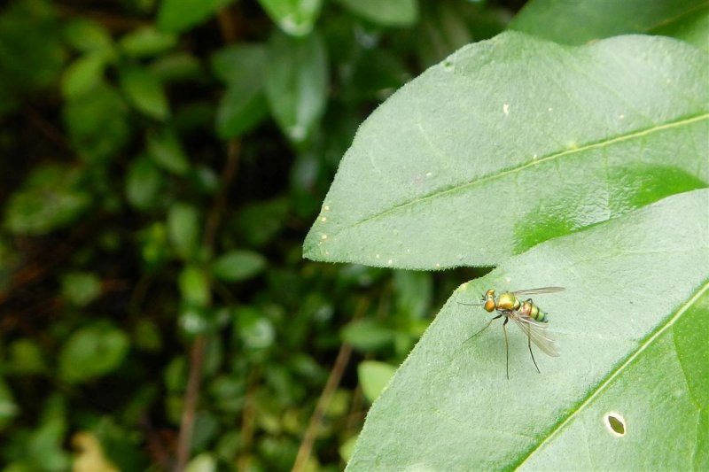 Chrysosoma sp. - Long-legged Fly