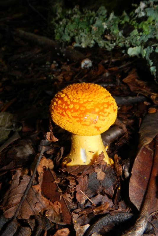 Yellow Patches Mushroom