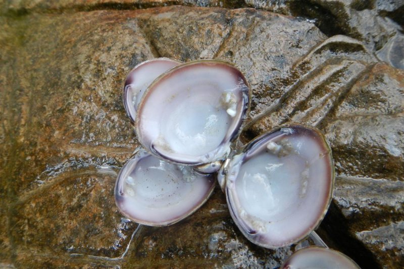 Fresh-water Mollusks
