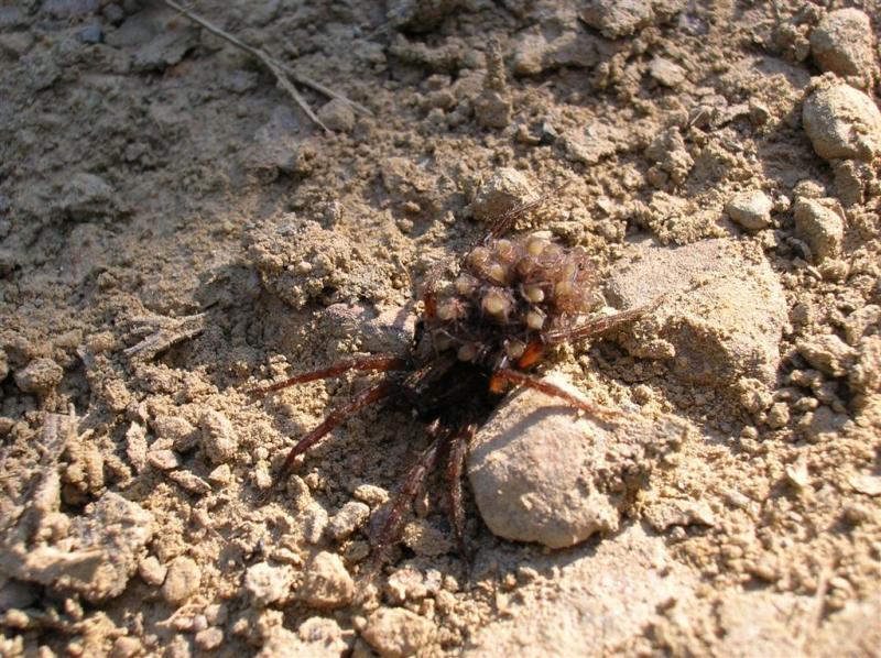 Spider with young - Beaver Knob