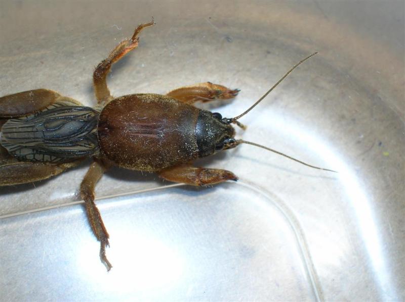 Northern Mole Cricket