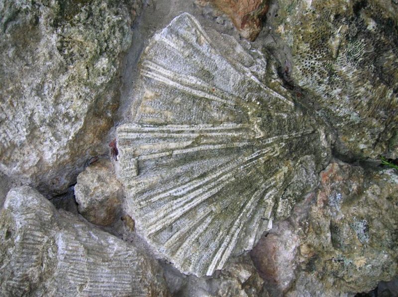 Coral Fossils in Rock Wall