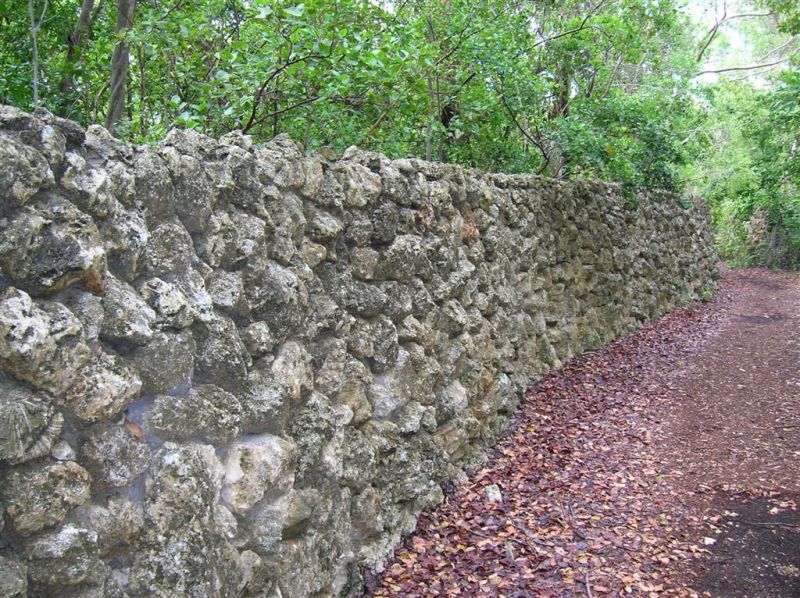 Coral Wall