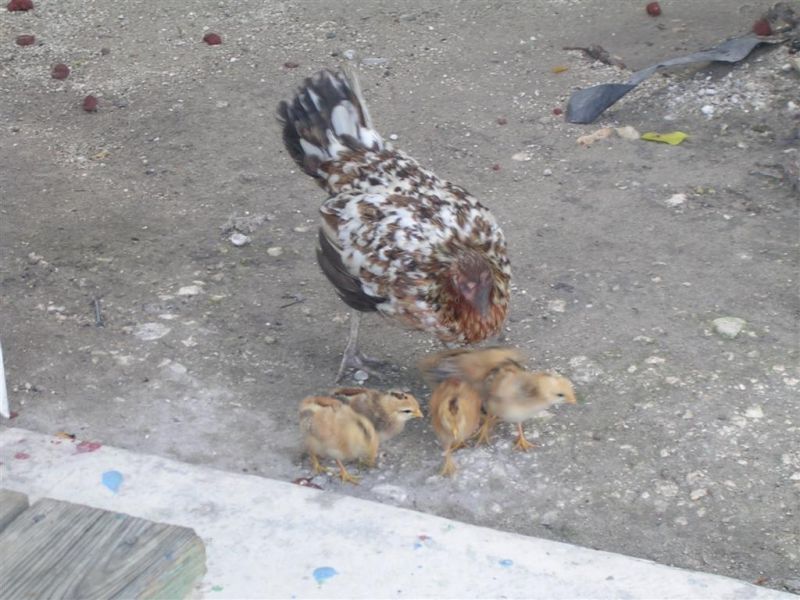 Key West Chickens