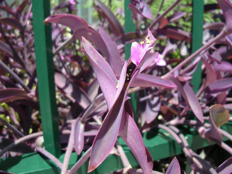 Tropical Flower