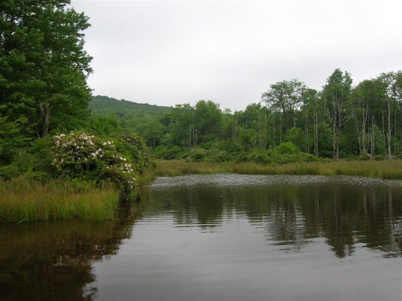 Beaver Pond