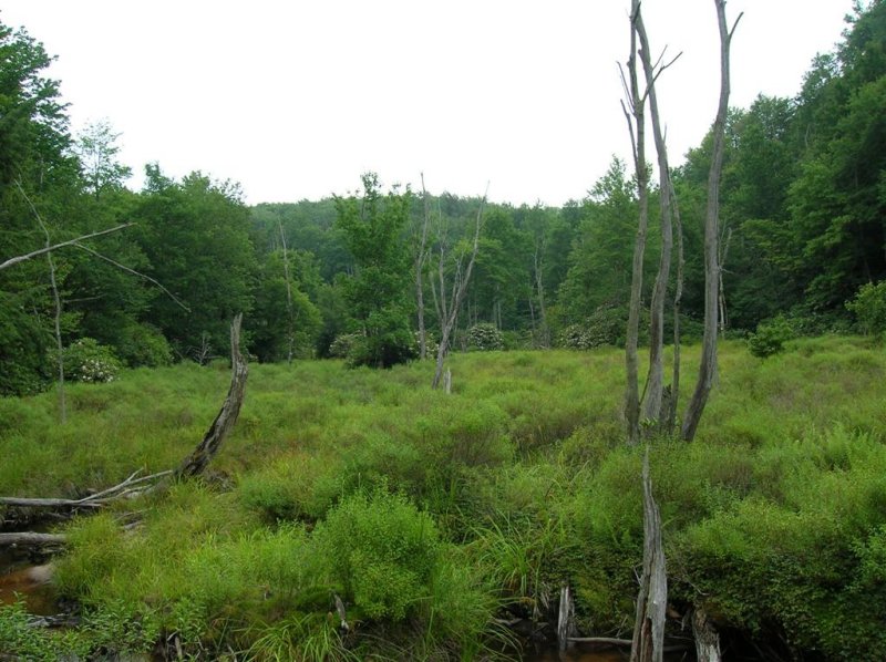 High Mountain Bog