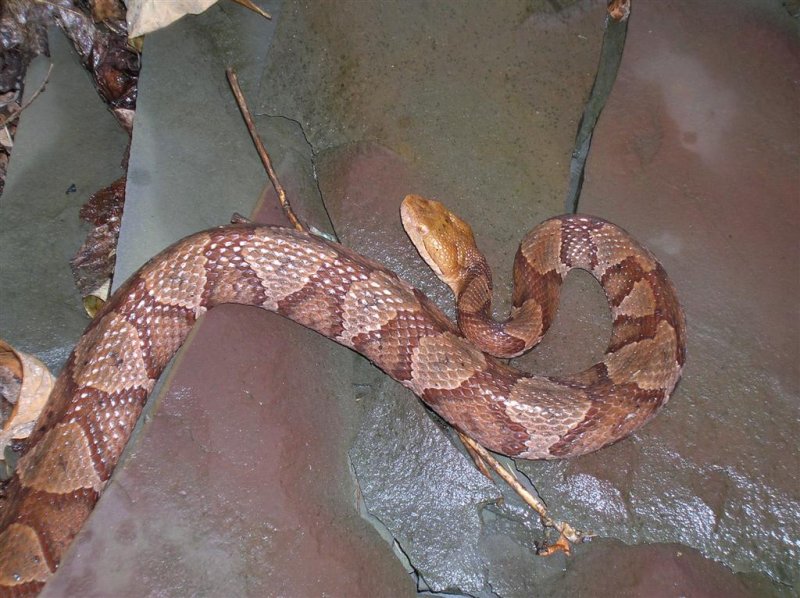 Copperhead