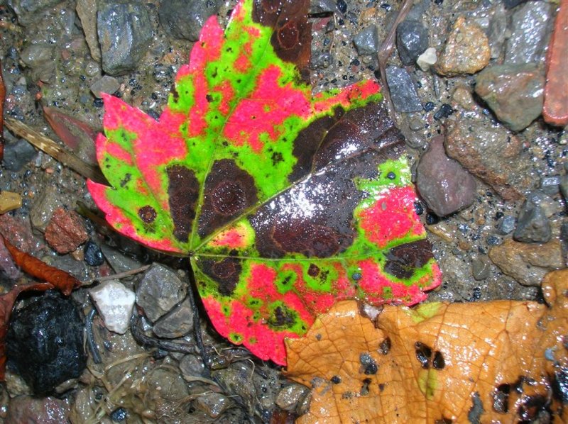 Maple Leaf