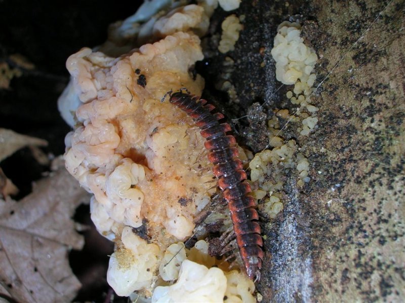 Millipede species on Polypore fungi ??