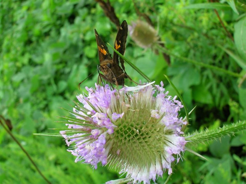 Silver-spotted Skipper on Teasel