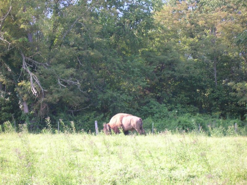 Buffalo at Wilderness Road S.P.