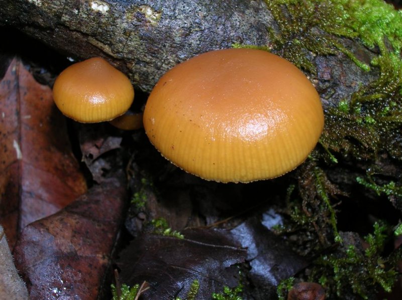 December Fungi