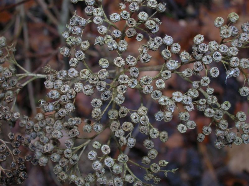 Spring Seeds