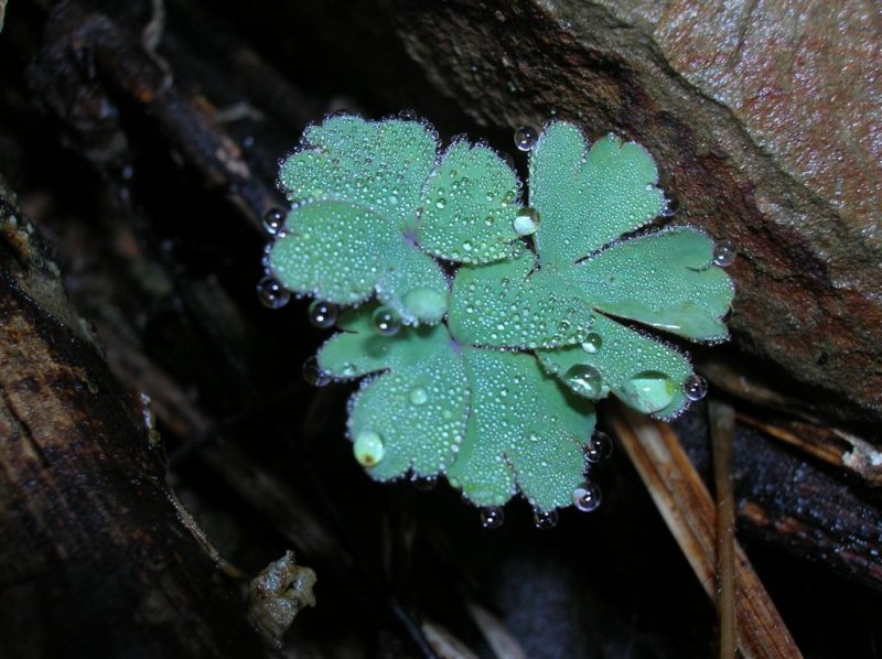 Green in Winter