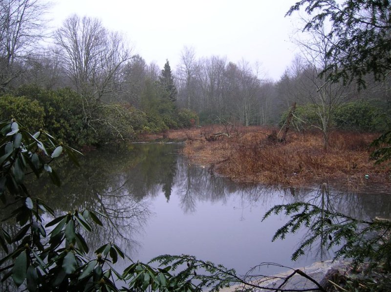 Beaver Pond in Early Fog