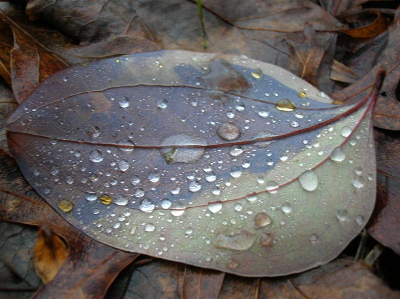 Dew on Sawbrier