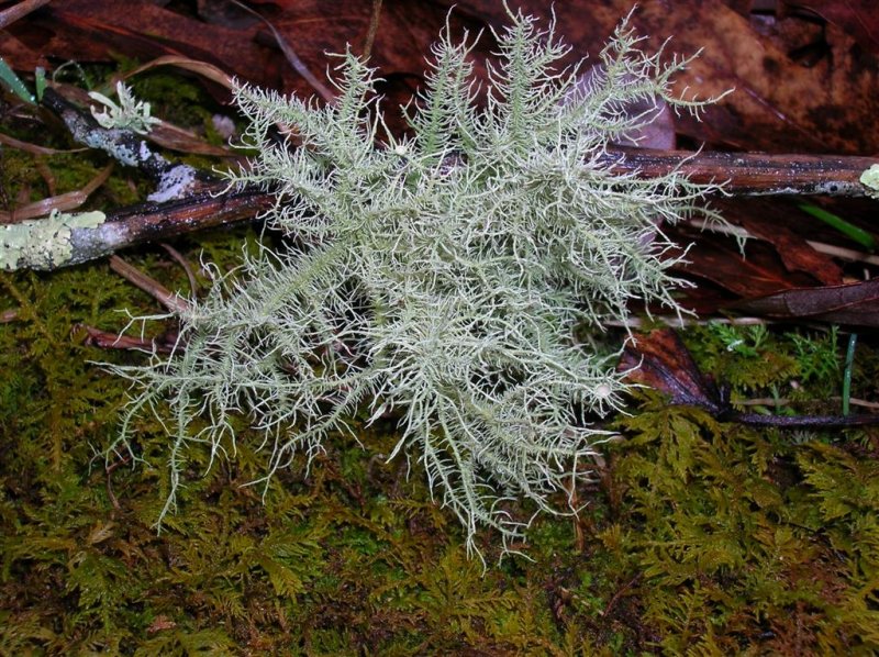 Reindeer Moss