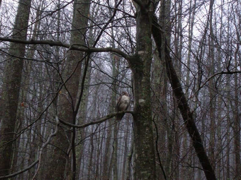 Red-tailed Hawk