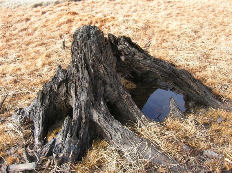 Old Stump