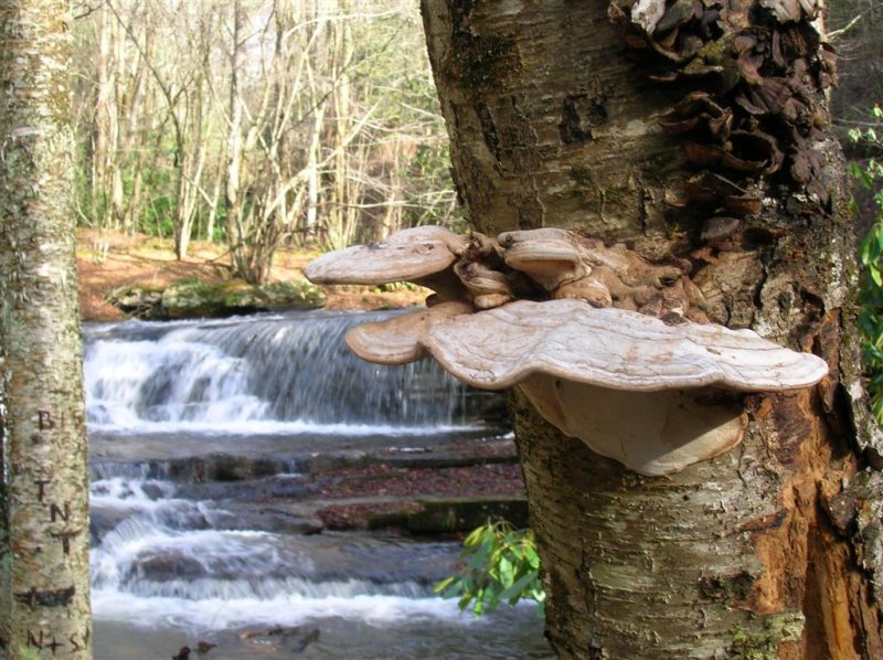 Shelf Fungi