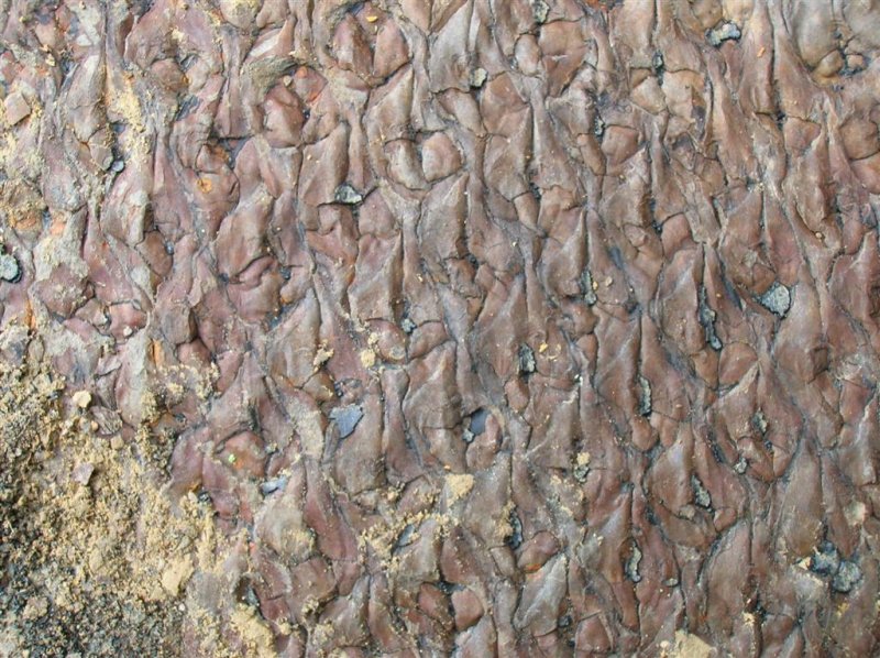 Petrified Dinosaur Skin ?
