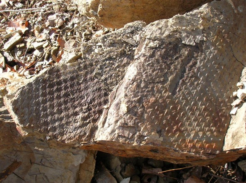 300 Million Year Old Tree