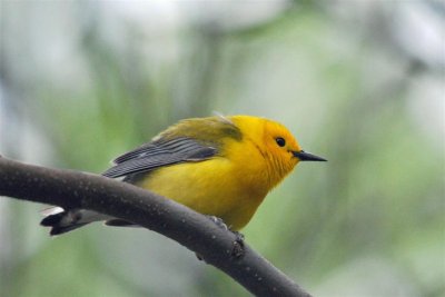 Magee Marsh Wildlife Area