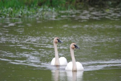 Twin Swans