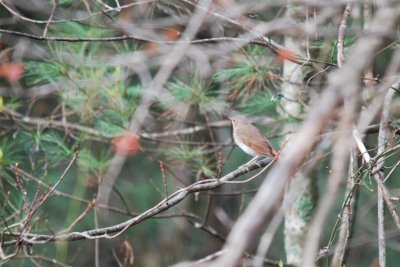 Hermit Thrush