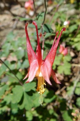 Wild Columbine