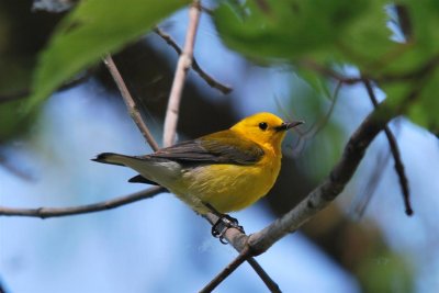 Magee Marsh / Lake Erie - May 2012