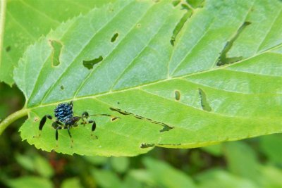 Wheelbug Nymph