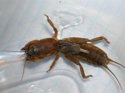 g4/54/616454/3/60860416.Insect0.jpg
