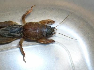 g4/54/616454/3/60860417.Insect1.jpg