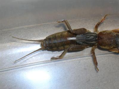 g4/54/616454/3/60860419.Insect2.jpg