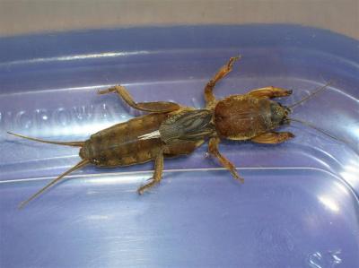 g4/54/616454/3/60860421.Insect3.jpg