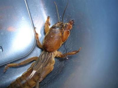 g4/54/616454/3/60860423.Insect4.jpg