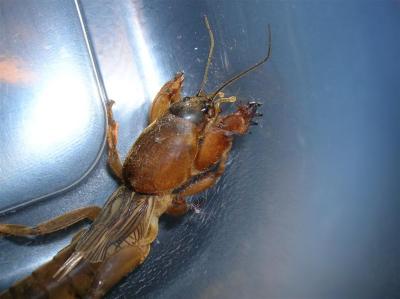 g4/54/616454/3/60860424.Insect5.jpg