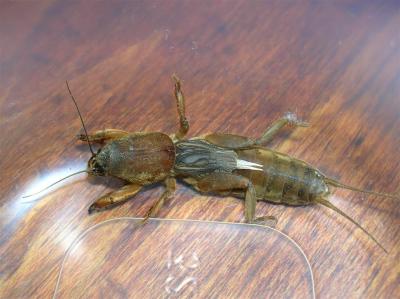 g4/54/616454/3/60860428.Insect7.jpg