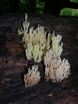Crown-tipped Coral